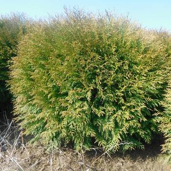 Туя западная ’Little Champion’ (Thuja occidentalis ‘Little Champion’)